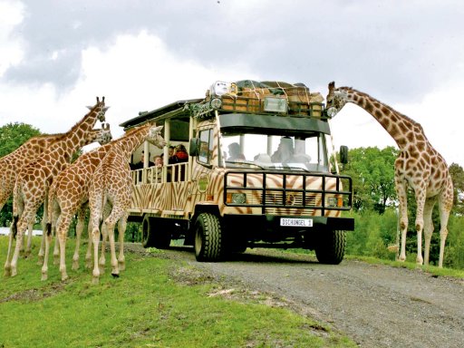 Abbildung: „Urlaub mit Safari im Serengeti-Park“